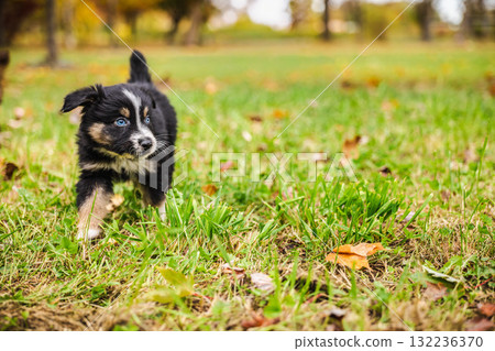 Black Australian Shepherd puppy with bright blue eyes walks on green grass surrounded by autumn leaves and trees Black Australian Shepherd puppy with bright blue eyes walks on green grass surrounded by autumn leaves and trees 132236370