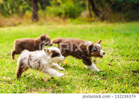 Three Australian Shepherd puppies run energetically across a green meadow on a sunny day, showing playful motion and joy outdoors Three Australian Shepherd puppies run energetically across a green meadow on a sunny day, showing playful motion and joy outdoors 132236374
