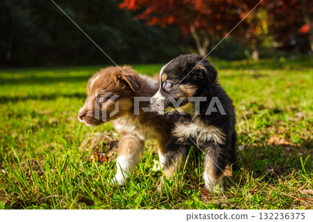 Two Australian Shepherd puppies standing close together on green grass in a sunny park with red autumn trees in the background 132236375