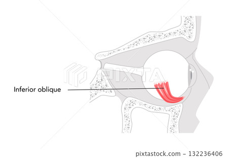 Inferior oblique - Human eye muscle in labeled chart responsible for extorsion and upward eye movement, essential  132236406