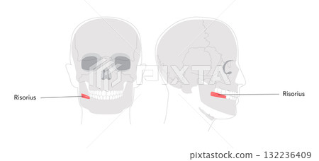 Risorius - Human mouth muscle shown in anatomy illustration that retracts the angle of the mouth for expressions 132236409