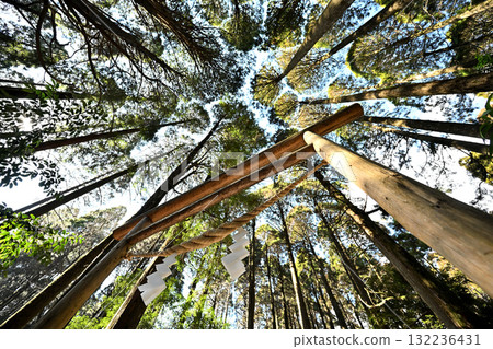 The mysterious torii gate of Kirishima Jinguyama Shrine 132236431
