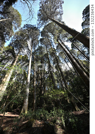 被高大樹木環繞的山神社 132236434