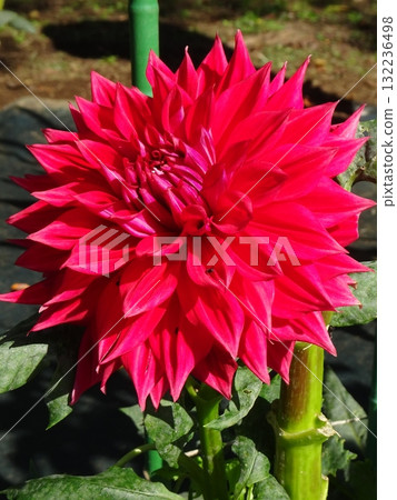 A red dahlia named Princess Diana A red dahlia named Princess Diana 132236498