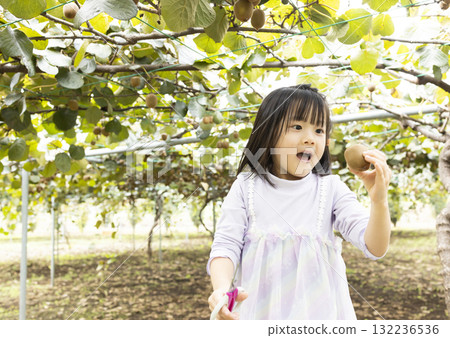 Cute little girl harvesting kiwi fruit Cute little girl harvesting kiwi fruit 132236536