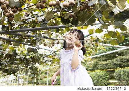 Cute little girl harvesting kiwi fruit 132236540