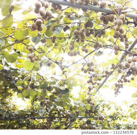 Cute little girl harvesting kiwi fruit 132236570