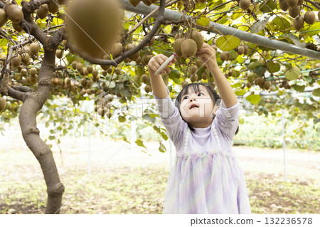Cute little girl harvesting kiwi fruit 132236578