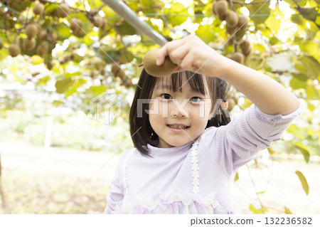 Cute little girl harvesting kiwi fruit 132236582