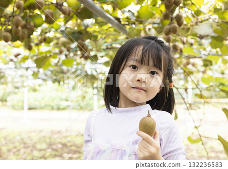 Cute little girl harvesting kiwi fruit 132236583