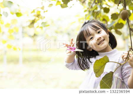 Cute little girl harvesting kiwi fruit 132236594