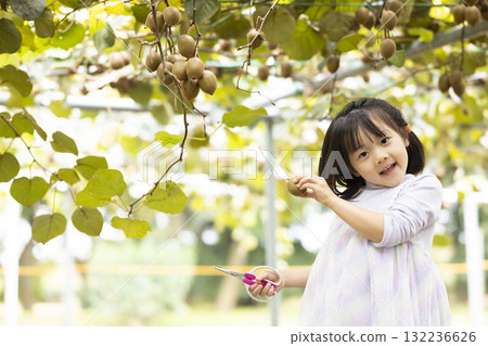 Cute little girl harvesting kiwi fruit 132236626