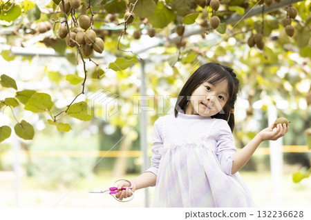 Cute little girl harvesting kiwi fruit Cute little girl harvesting kiwi fruit 132236628