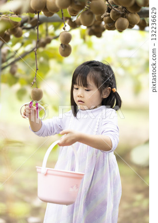 Cute little girl harvesting kiwi fruit Cute little girl harvesting kiwi fruit 132236629