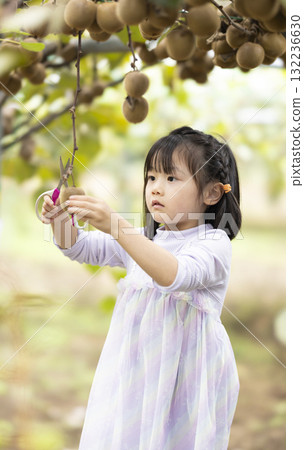 Cute little girl harvesting kiwi fruit 132236630
