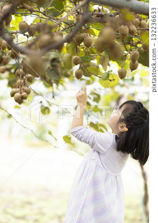 Cute little girl harvesting kiwi fruit Cute little girl harvesting kiwi fruit 132236633