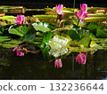 蓮花在水中反射了 132236644