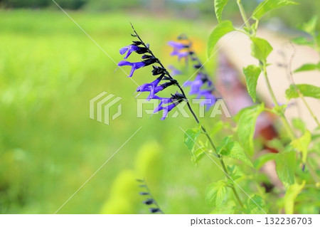 Salvia flower Guaranitica Salvia flower Guaranitica 132236703