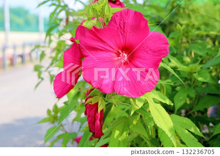 大鐵塔木花 大鐵塔木花 132236705