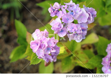 清新的繡球花 132236707