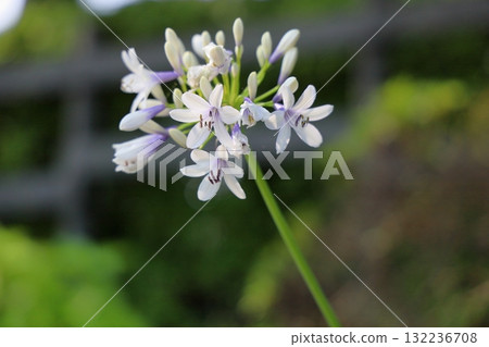 Refreshing agapanthus flowers Refreshing agapanthus flowers 132236708