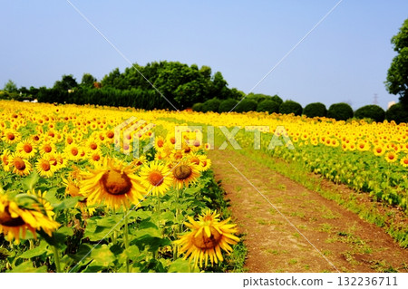 Sunflowers in full bloom 132236711