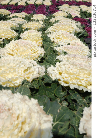 白葉牡丹 132236714