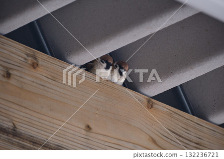 Two cute sparrows lined up on the roof 132236721