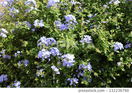 Blue-leaved jasmine flowers blooming vibrantly in autumn 132236780