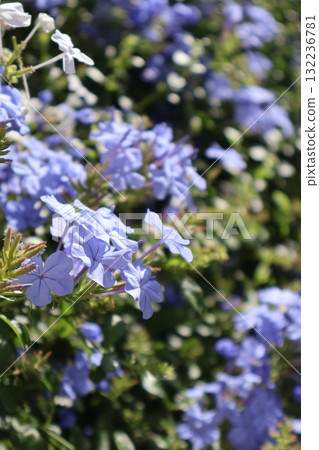 秋季盛開的藍葉茉莉花 132236781