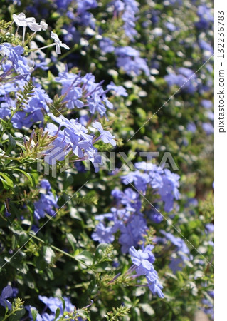 Blue-leaved jasmine flowers blooming vibrantly in autumn 132236783