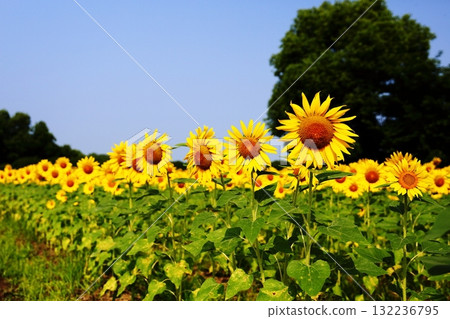 Full bloom sunflower close-up 132236795