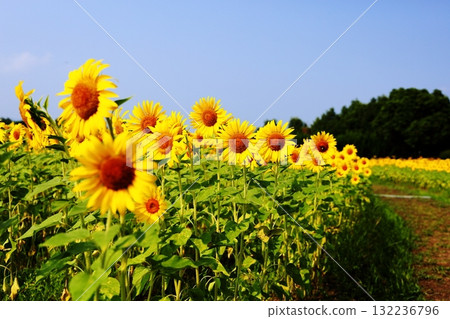 Full bloom sunflower close-up 132236796