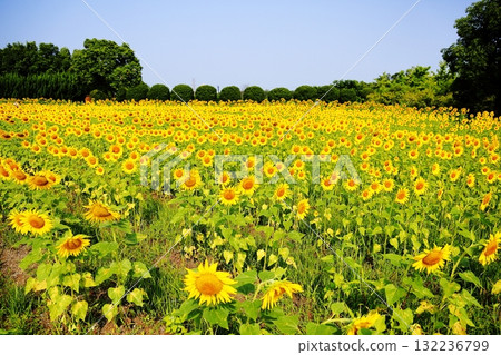Full bloom sunflower flower field Full bloom sunflower flower field 132236799