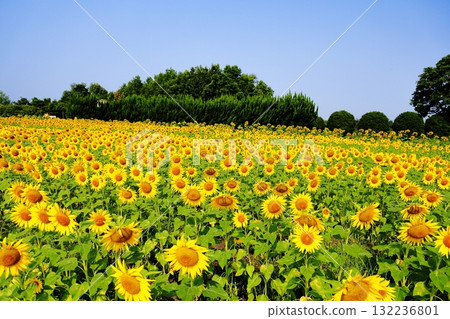 盛開的向日葵花田 132236801