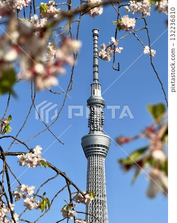 天空樹春季櫻花 132236810