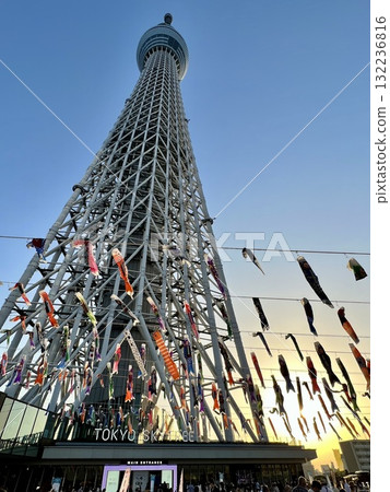 天空樹和鯉魚飄帶 天空樹和鯉魚飄帶 132236816