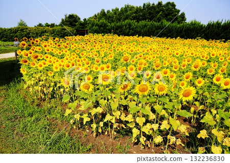 Sunflowers in full bloom Sunflowers in full bloom 132236830