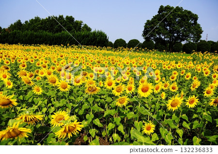 Full bloom sunflower flower field 132236833