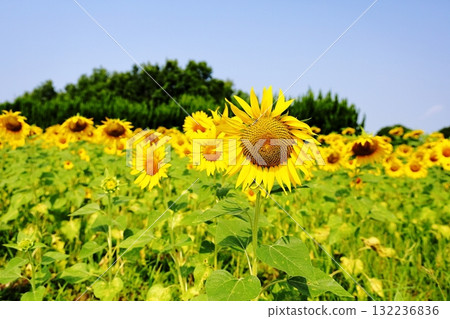 盛開的向日葵特寫 132236836