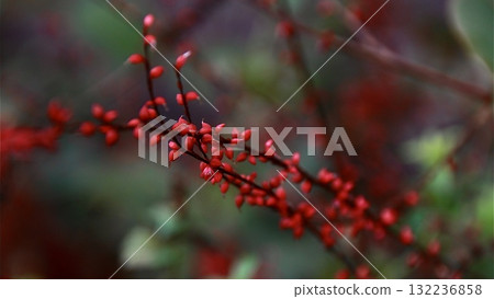 Deep red water hyacinth flowers and green leaves Deep red water hyacinth flowers and green leaves 132236858