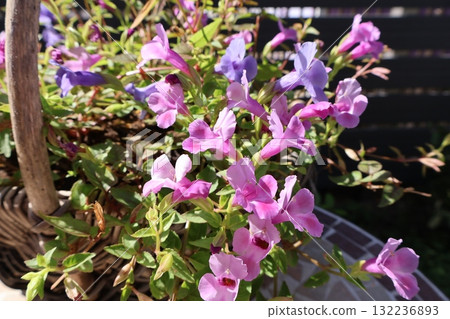 Pink Torenia blooms vigorously in autumn Pink Torenia blooms vigorously in autumn 132236893