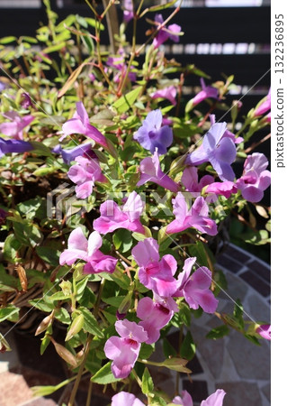 Torenia propagated by cuttings that blooms vigorously in autumn Torenia propagated by cuttings that blooms vigorously in autumn 132236895