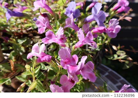 Torenia propagated by cuttings that blooms vigorously in autumn Torenia propagated by cuttings that blooms vigorously in autumn 132236896
