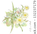 Autumn plants, cream-colored stylish Asteraceae flowers, watercolor illustration of Lactuca lactuca 132237179