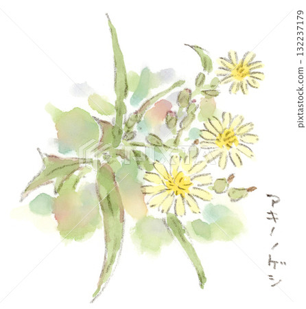 Autumn plants, cream-colored stylish Asteraceae flowers, watercolor illustration of Lactuca lactuca 132237179
