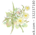 Autumn plants, cream-colored stylish Asteraceae flowers, watercolor illustration of Lactuca lactuca 132237180