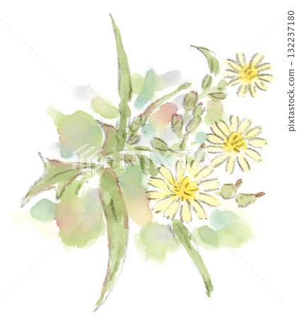 秋季植物，奶油色時尚菊科花卉，萵苣水彩畫 132237180