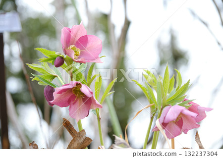 Cute pink Christmas rose Cute pink Christmas rose 132237304