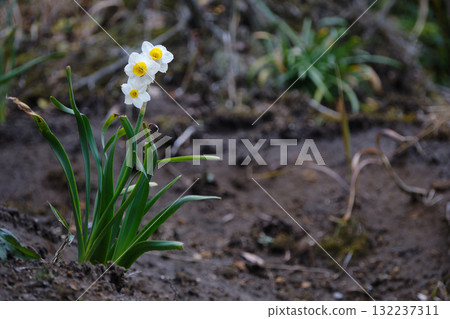 Daffodils on the soil Daffodils on the soil 132237311